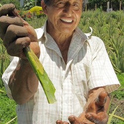 Semilla Guantánamo Image 1