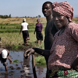 Seguridad alimentaria en Malawi Imagen 4