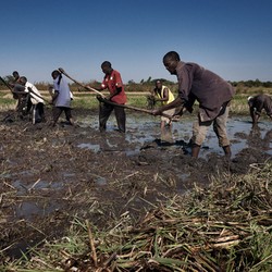 Food security in Malawi Image 3