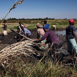 Food security in Malawi Image 5