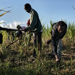 Food security in Malawi Image 7