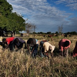 Seguridad alimentaria en Malawi Imagen 8